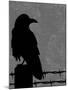 Raven-Joanne Paynter Design-Mounted Giclee Print