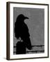 Raven-Joanne Paynter Design-Framed Giclee Print