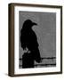 Raven-Joanne Paynter Design-Framed Giclee Print