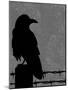 Raven-Joanne Paynter Design-Mounted Giclee Print