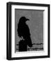 Raven-Joanne Paynter Design-Framed Premium Giclee Print