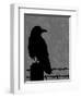 Raven-Joanne Paynter Design-Framed Premium Giclee Print