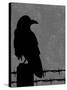 Raven-Joanne Paynter Design-Stretched Canvas