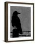 Raven-Joanne Paynter Design-Framed Giclee Print