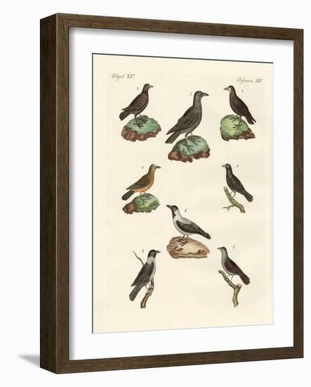 Ravens, Crows and Daws-null-Framed Giclee Print