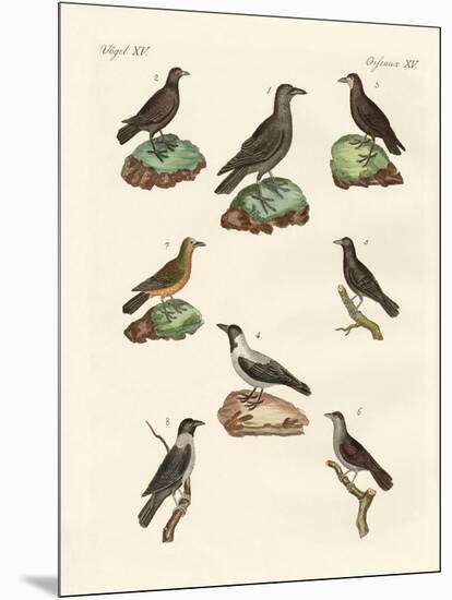 Ravens, Crows and Daws-null-Mounted Giclee Print
