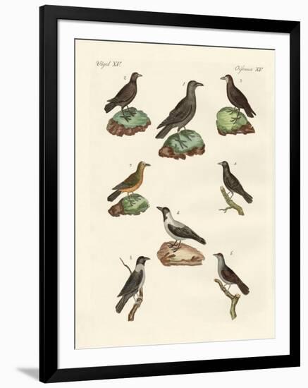 Ravens, Crows and Daws-null-Framed Giclee Print