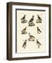 Ravens, Crows and Daws-null-Framed Giclee Print