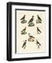 Ravens, Crows and Daws-null-Framed Giclee Print