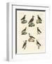 Ravens, Crows and Daws-null-Framed Giclee Print