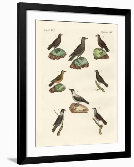 Ravens, Crows and Daws-null-Framed Giclee Print