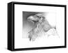 Ravens Head-Durwood Coffey-Framed Stretched Canvas
