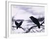 Ravens in Winter (Colour Litho)-Harry Bright-Framed Giclee Print