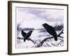 Ravens in Winter (Colour Litho)-Harry Bright-Framed Giclee Print