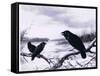 Ravens in Winter (Colour Litho)-Harry Bright-Framed Stretched Canvas