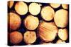 Raw De-Barked Pine Wood Logs in a Lumber Staging and Storage Yard-B-D-S-Stretched Canvas