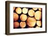 Raw De-Barked Pine Wood Logs in a Lumber Staging and Storage Yard-B-D-S-Framed Photographic Print