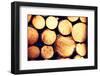 Raw De-Barked Pine Wood Logs in a Lumber Staging and Storage Yard-B-D-S-Framed Photographic Print