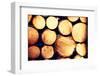 Raw De-Barked Pine Wood Logs in a Lumber Staging and Storage Yard-B-D-S-Framed Photographic Print