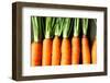 Raw Fresh Carrots with Tails, Top View-Olha Afanasieva-Framed Photographic Print