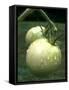 Raw Green Tomatoes are Tasty, But Astringent.-null-Framed Stretched Canvas