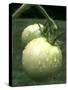 Raw Green Tomatoes are Tasty, But Astringent.-null-Stretched Canvas