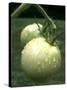 Raw Green Tomatoes are Tasty, But Astringent.-null-Stretched Canvas