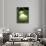 Raw Green Tomatoes are Tasty, But Astringent.-null-Premium Photographic Print displayed on a wall