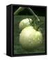 Raw Green Tomatoes are Tasty, But Astringent.-null-Framed Stretched Canvas