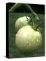 Raw Green Tomatoes are Tasty, But Astringent.-null-Stretched Canvas