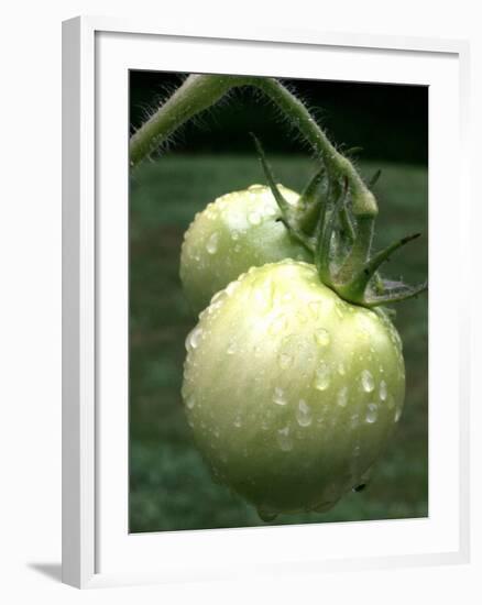 Raw Green Tomatoes are Tasty, But Astringent.-null-Framed Photographic Print