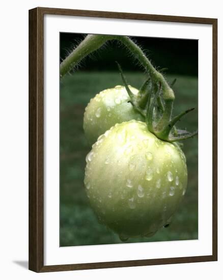 Raw Green Tomatoes are Tasty, But Astringent.-null-Framed Photographic Print