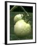 Raw Green Tomatoes are Tasty, But Astringent.-null-Framed Photographic Print