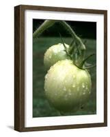 Raw Green Tomatoes are Tasty, But Astringent.-null-Framed Photographic Print