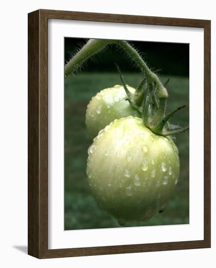 Raw Green Tomatoes are Tasty, But Astringent.-null-Framed Photographic Print