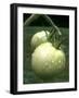 Raw Green Tomatoes are Tasty, But Astringent.-null-Framed Photographic Print