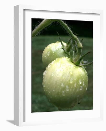 Raw Green Tomatoes are Tasty, But Astringent.-null-Framed Photographic Print