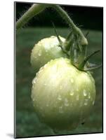 Raw Green Tomatoes are Tasty, But Astringent.-null-Mounted Photographic Print