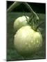 Raw Green Tomatoes are Tasty, But Astringent.-null-Mounted Photographic Print