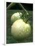 Raw Green Tomatoes are Tasty, But Astringent.-null-Framed Photographic Print