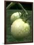 Raw Green Tomatoes are Tasty, But Astringent.-null-Framed Photographic Print