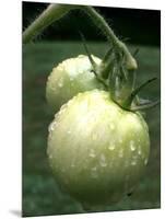 Raw Green Tomatoes are Tasty, But Astringent.-null-Mounted Photographic Print