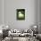 Raw Green Tomatoes are Tasty, But Astringent.-null-Mounted Photographic Print displayed on a wall