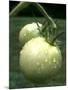 Raw Green Tomatoes are Tasty, But Astringent.-null-Mounted Photographic Print