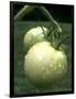 Raw Green Tomatoes are Tasty, But Astringent.-null-Framed Photographic Print