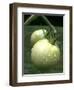 Raw Green Tomatoes are Tasty, But Astringent.-null-Framed Photographic Print