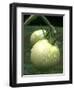 Raw Green Tomatoes are Tasty, But Astringent.-null-Framed Photographic Print