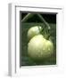 Raw Green Tomatoes are Tasty, But Astringent.-null-Framed Photographic Print