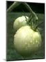Raw Green Tomatoes are Tasty, But Astringent.-null-Mounted Photographic Print