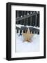 Raw Wooden Star in Front of Fence in the Snow-Andrea Haase-Framed Photographic Print